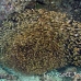 sweepers_glassy_kud_sari_h_0084_mal2941.jpg